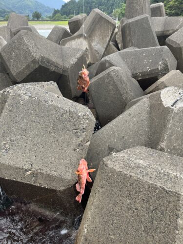 敦賀市横浜海水浴場で釣れた魚（カサゴ）の画像②