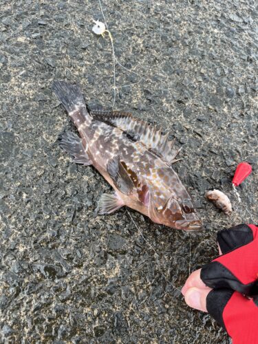 敦賀市横浜海水浴場で釣れた魚（アコウ）の画像