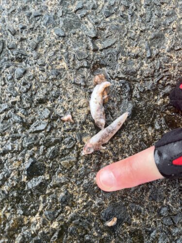 敦賀市横浜海水浴場で釣れた魚（アコウ）が食べていたエサの画像